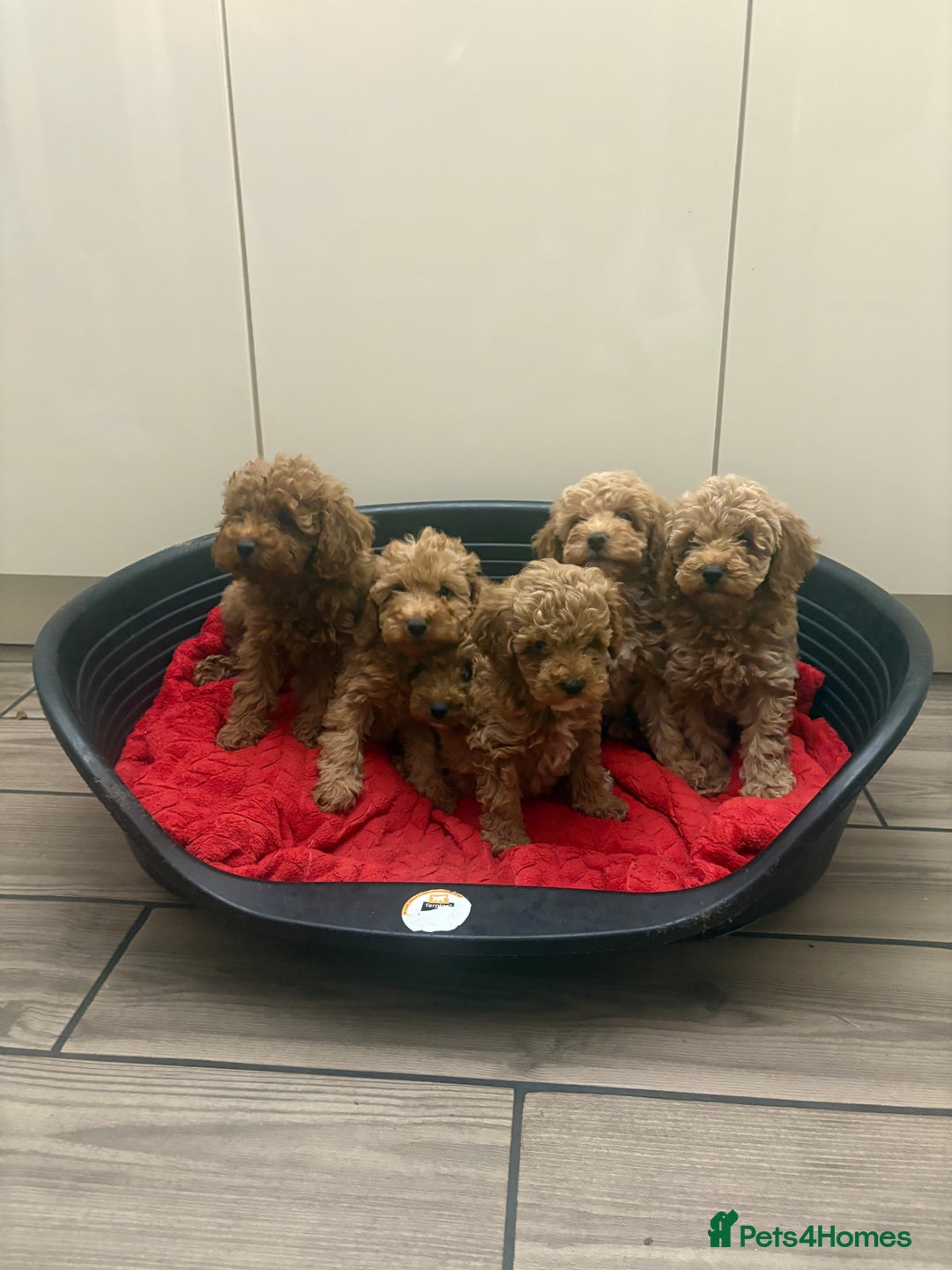 Miniature Poodle dogs for sale: Miniature poodle puppies  - Advert 12