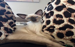 Siamese cats for sale: Only 2 GCCF registered Siamese kittens left. - Image 24