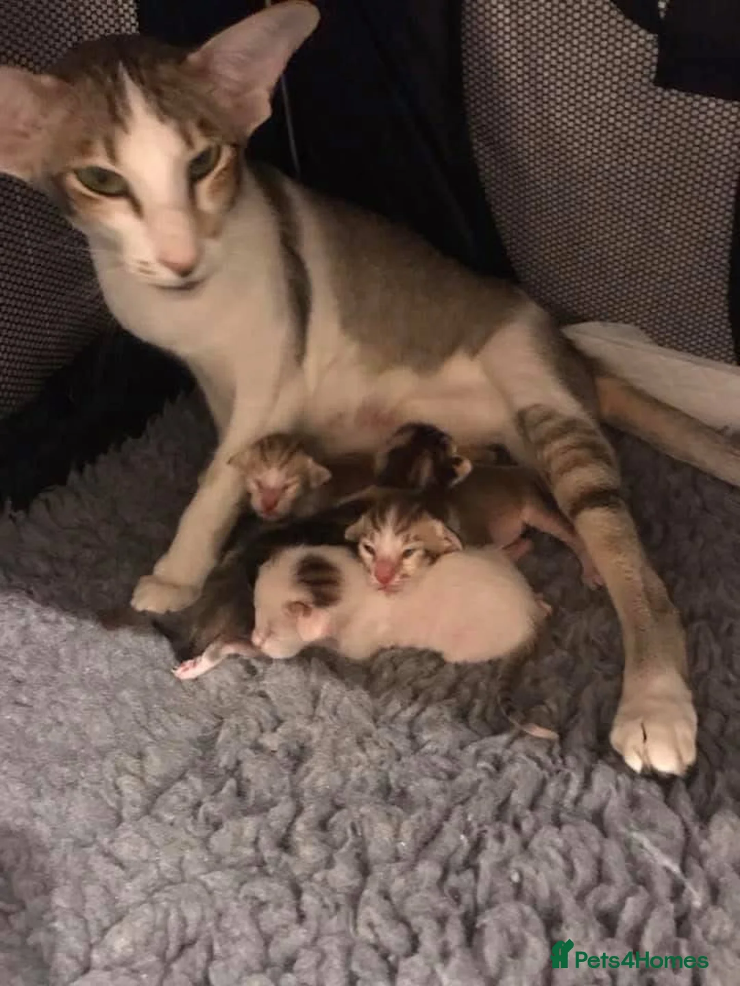 Oriental cats for sale: KimbaSilk Oriental adult bicolour - Advert 3