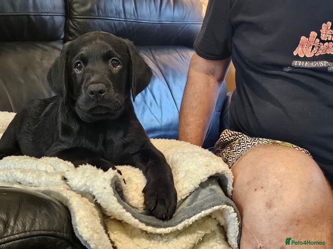 Labrador Retriever dogs for sale: Mr Dearden - Advert 4