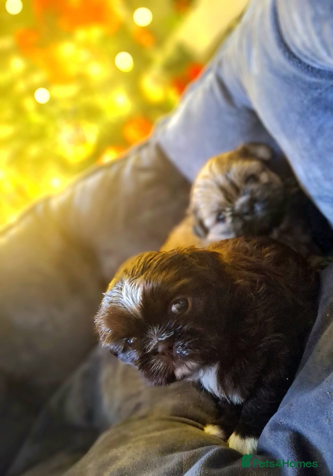 Shih Tzu dogs for sale: KC Reg Imperial Shih Tzu Puppies –  **  Ready - Advert 3