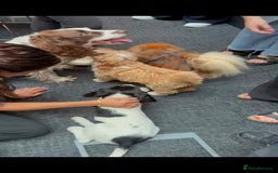 Cavapoo dogs for sale: Cavapoo male - Image 7
