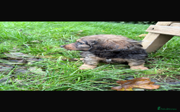 Mixed Breed dogs for sale: Dachshund x Jack pussell - Image 7