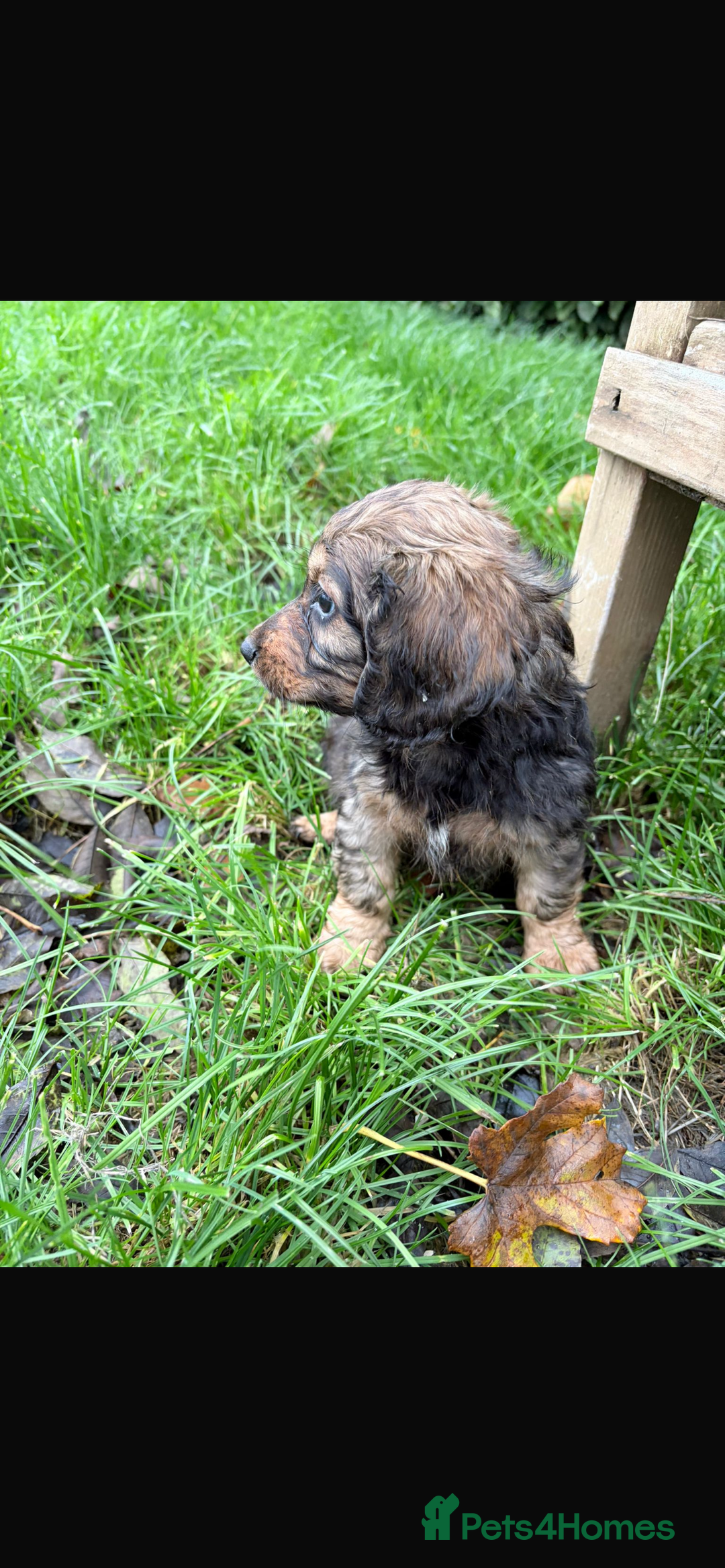 Mixed Breed dogs for sale: Dachshund x Jack pussell - Image 7