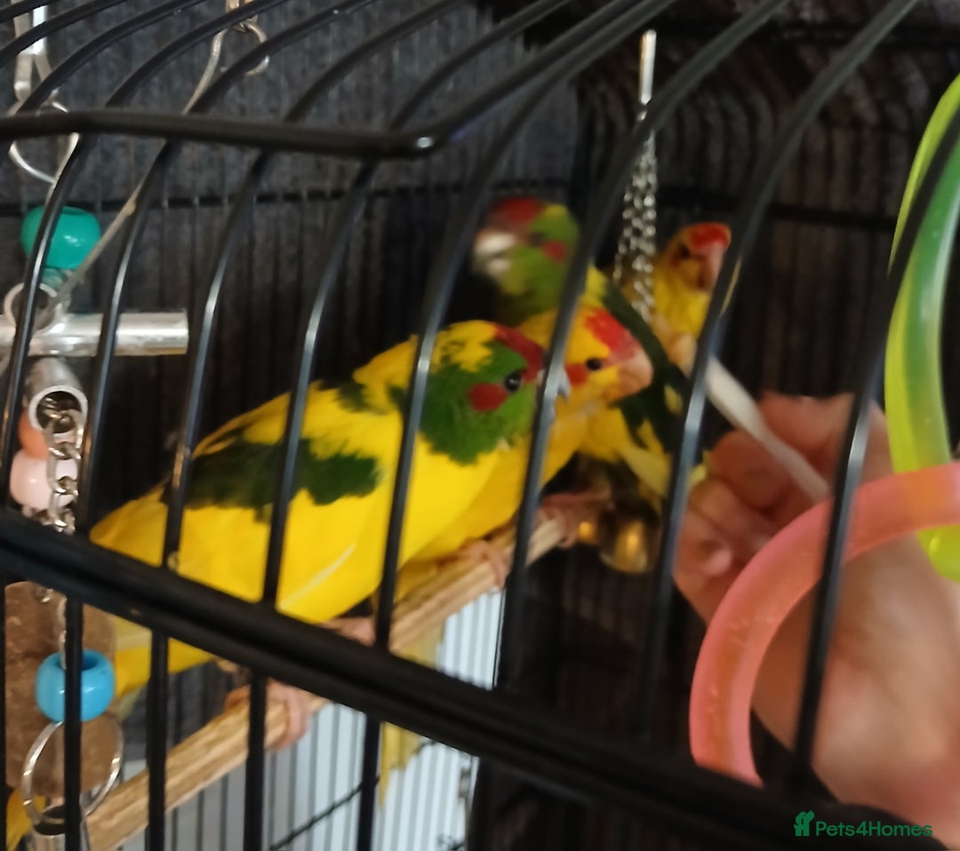 Parakeets birds for sale: Kakariki's Handreard kakariki's  - Image 6