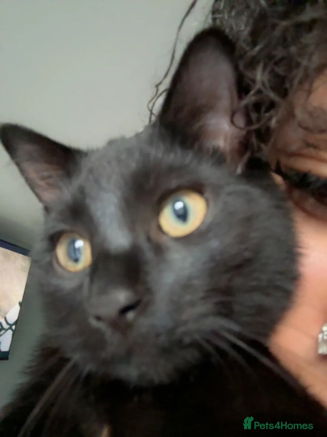 Mixed Breed cats for sale: Kitten ready to leave asap - Advert 2