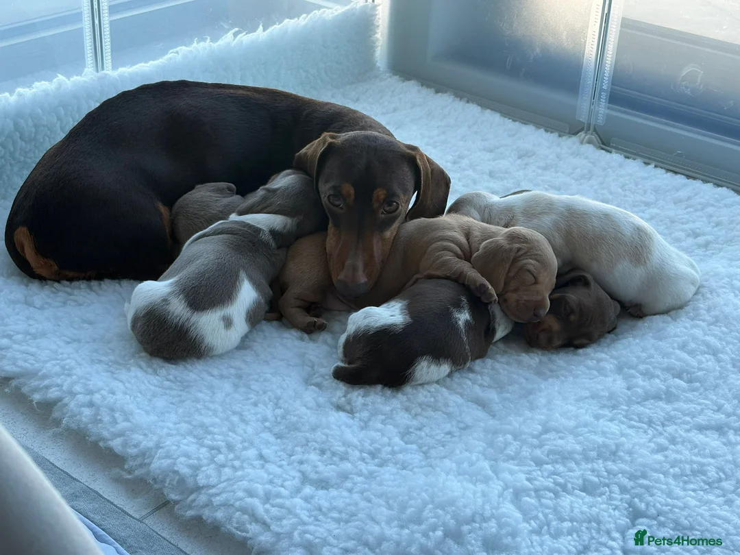 Miniature Dachshund dogs for sale: Beautiful Lilac Miniature Daschund  in Driffield - Advert 2