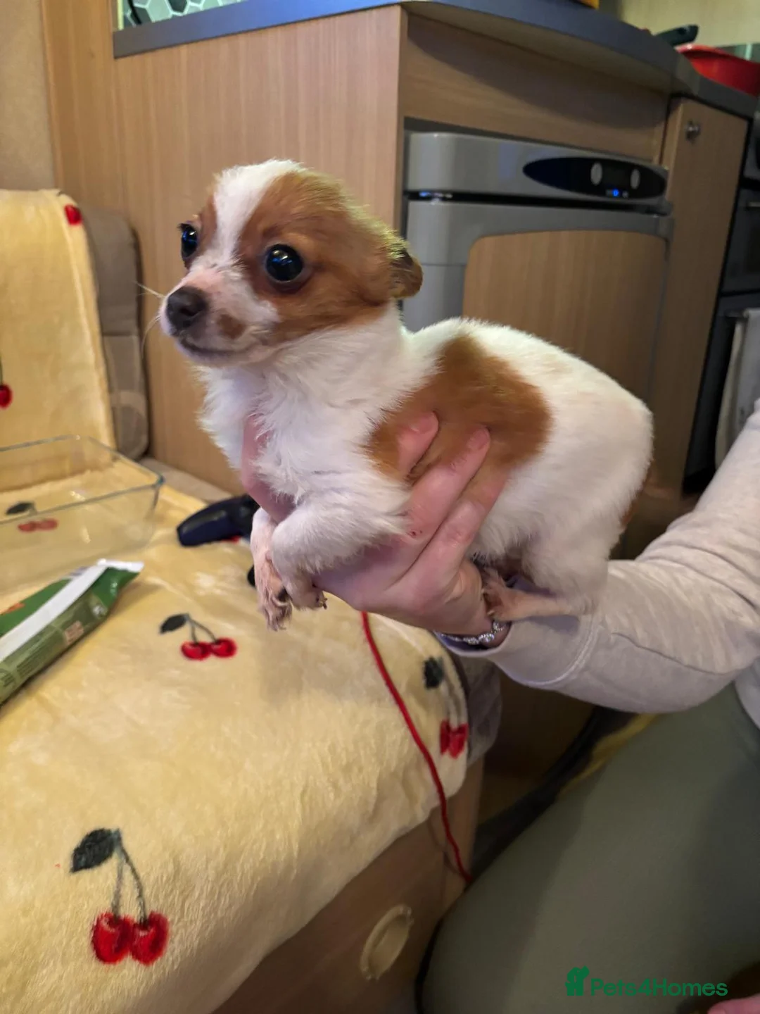 Jack Russell dogs for sale: Gorgeous Miniature Jack Russell  - Advert 5