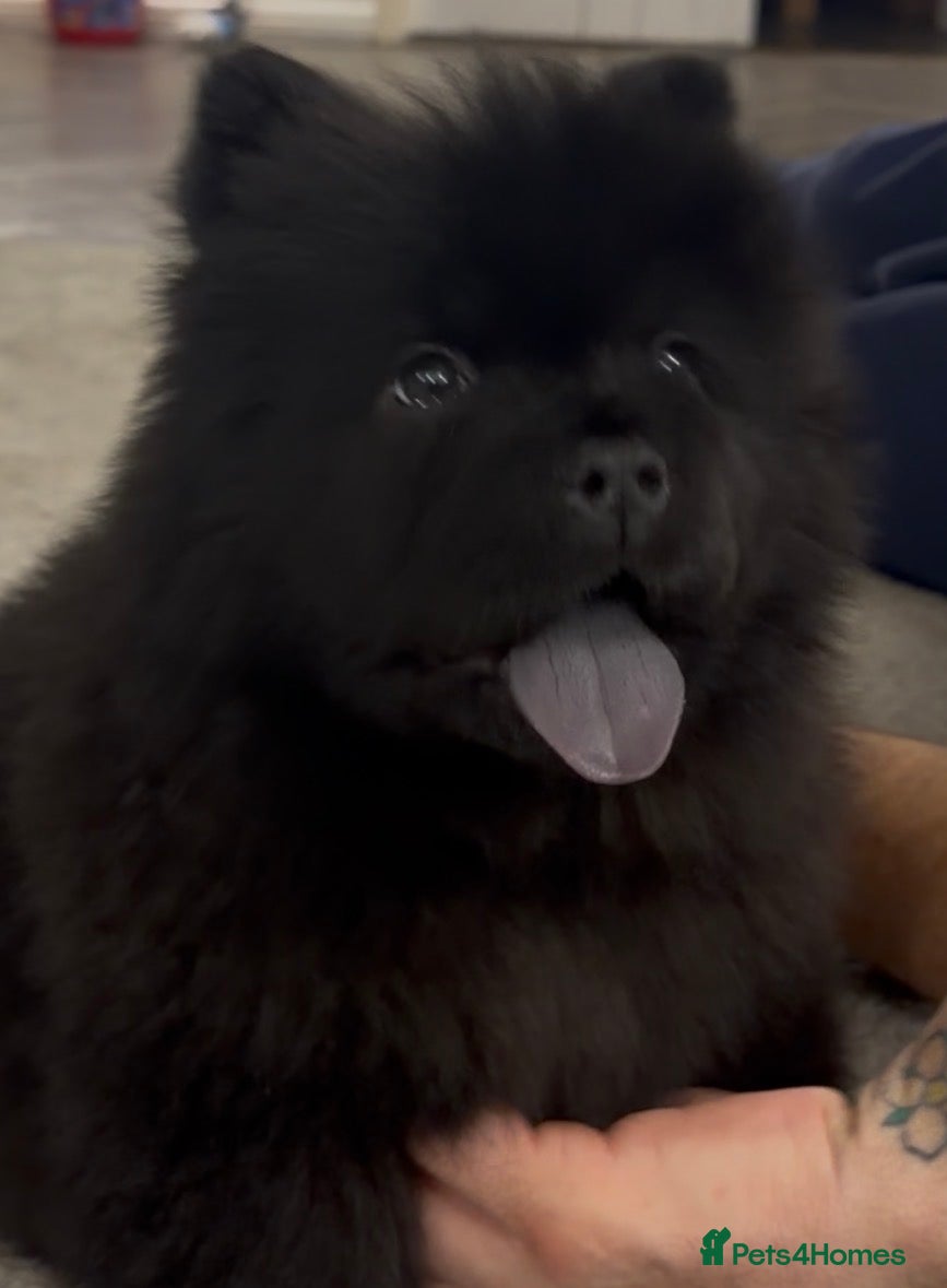 Chow Chow dogs Last little guy 💙 - Advert 2