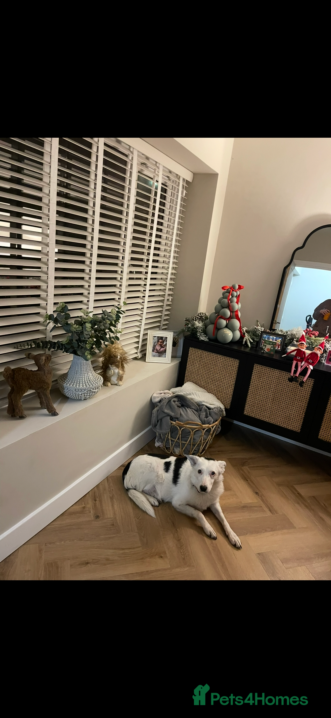 Mixed Breed dogs for sale: Rosie  - Advert 3