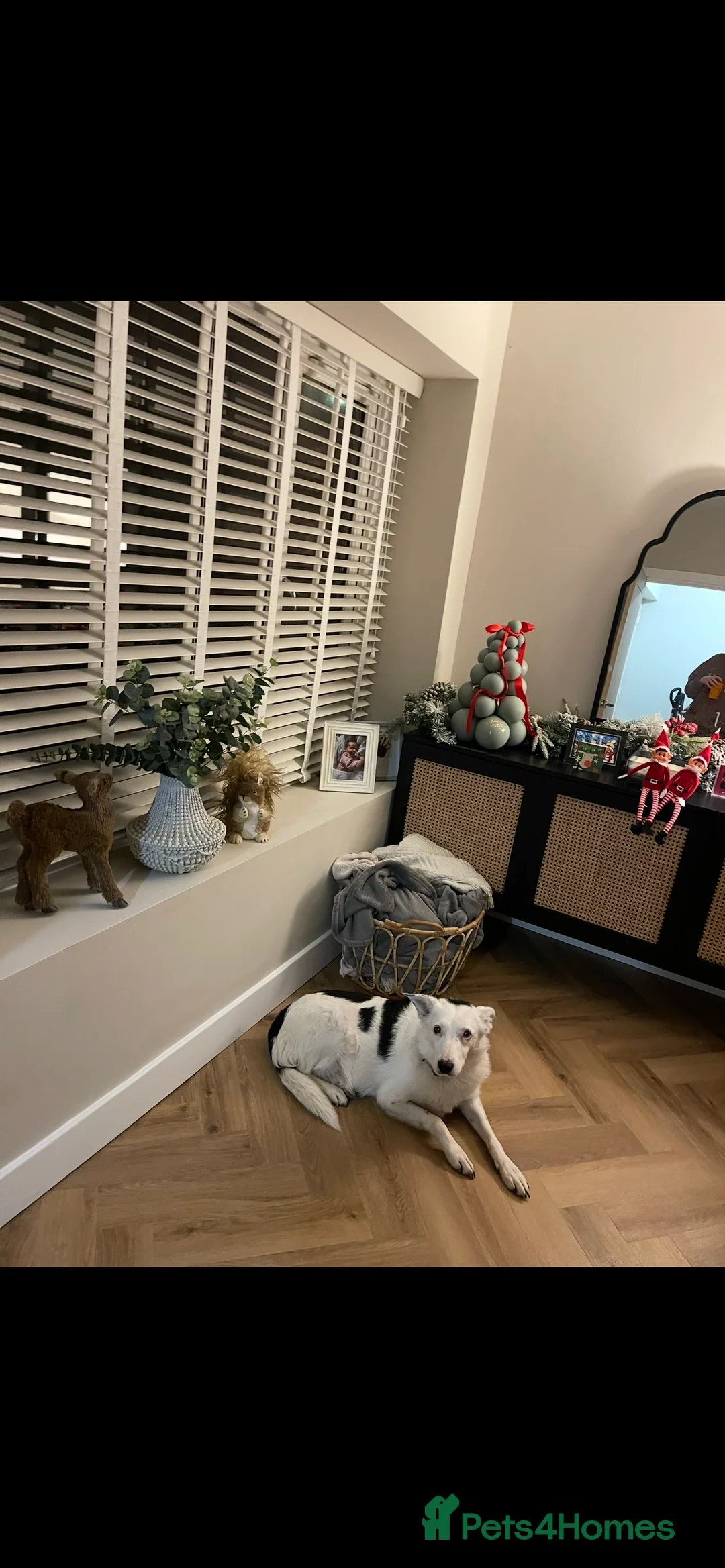 Mixed Breed dogs for sale: Rosie  - Advert 4