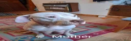Staffordshire Bull Terrier dogs for sale: Adorable puppy for Staffordshire Bull Terrier - Advert 6