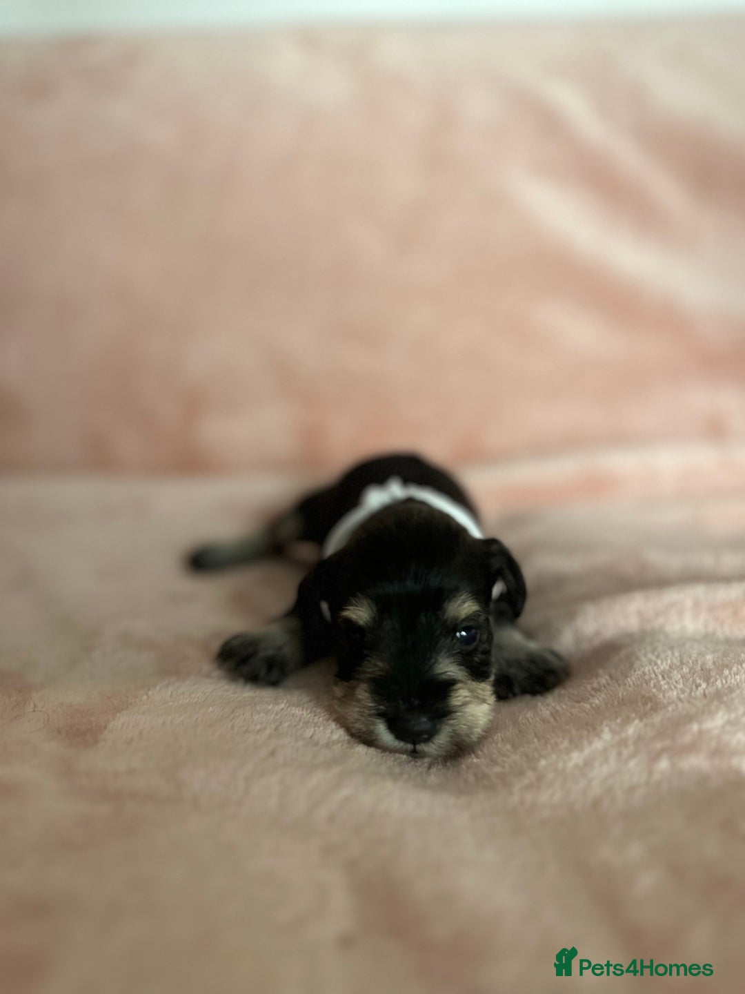 Miniature Schnauzer dogs for sale: OUTSTANDING CHAMPION LINES PUPPIES  - Advert 17