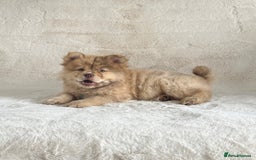 Chow Chow dogs for sale: Exotic colour chowsky puppies for sale  - Image 3