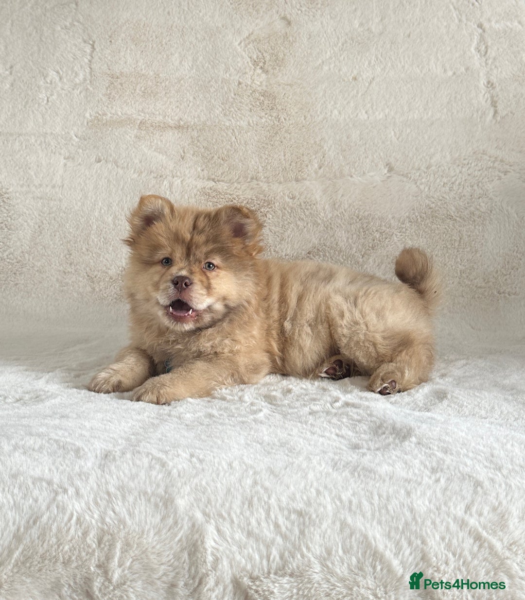 Chow Chow dogs for sale: Exotic colour chowsky puppies for sale  - Image 3