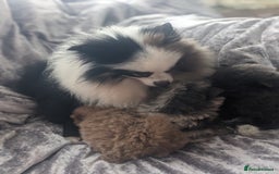 Pomeranian dogs for sale: Pomeranian puppies mixed colours  - Image 22