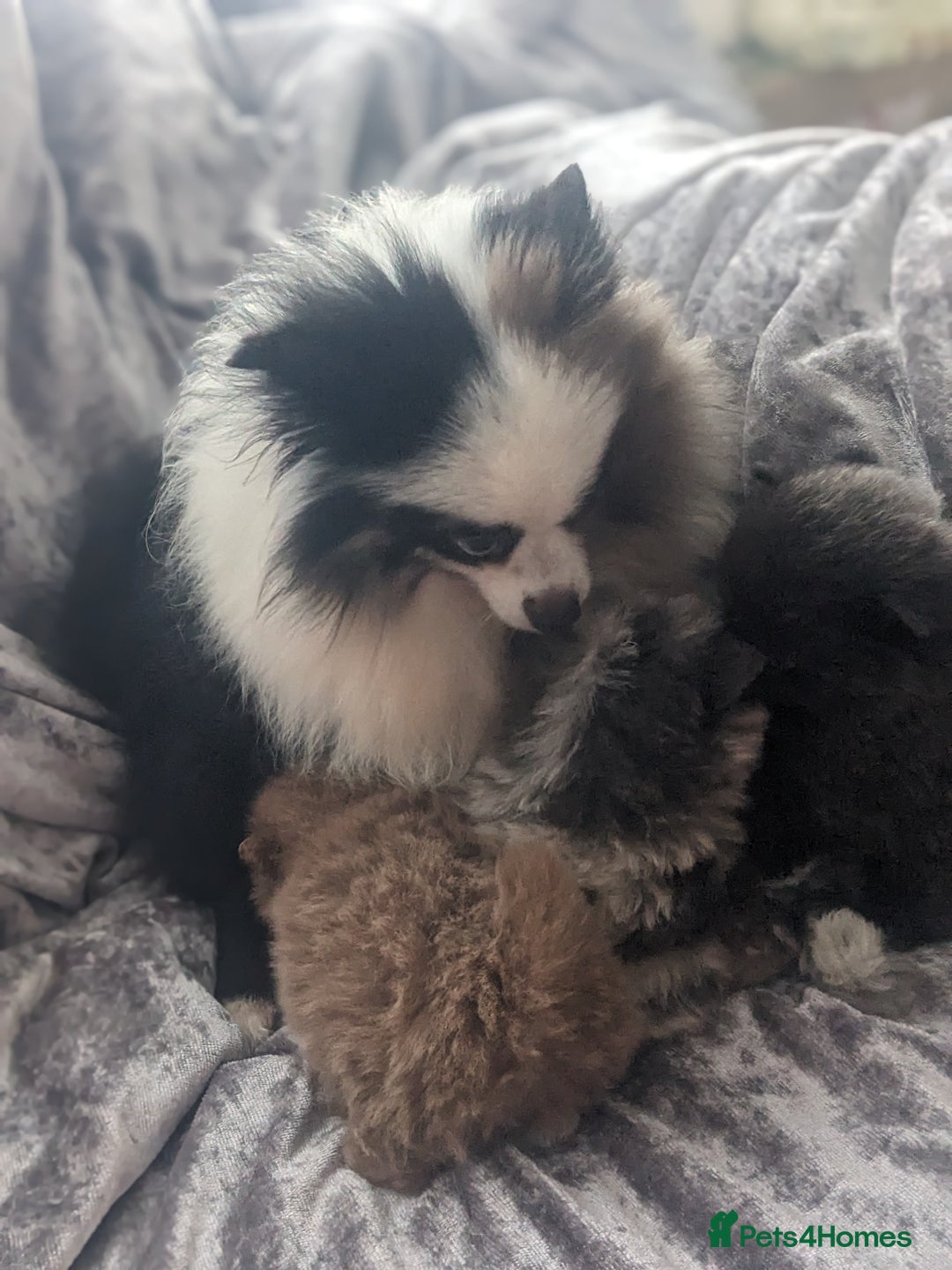 Pomeranian dogs for sale: Pomeranian puppies mixed colours  - Image 22