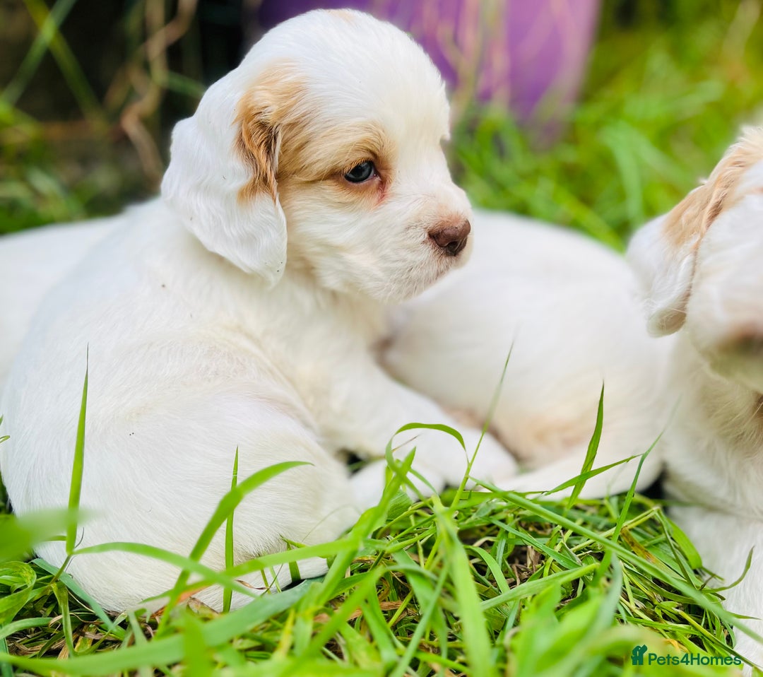 Clumber Spaniel dogs for sale: 3/4 clumber 1/4 cocker spaniel pups - Image 8