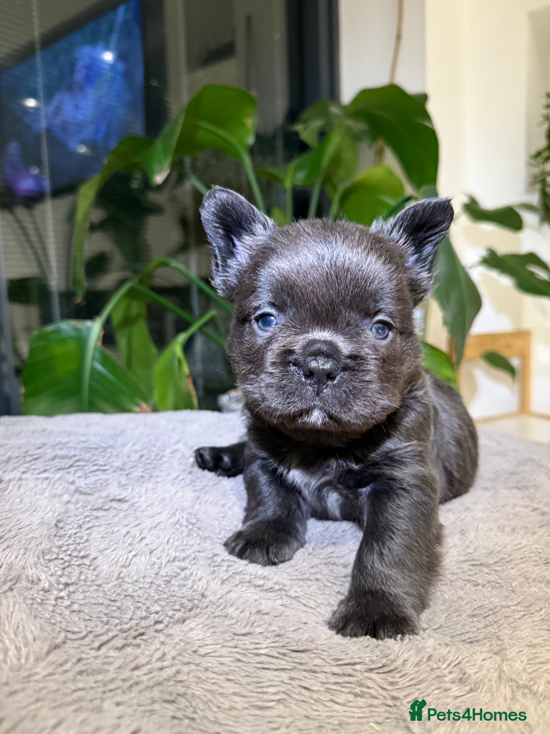 French Bulldog dogs for sale: 8weeks old Fluffy french bulldog puppies - Advert 4