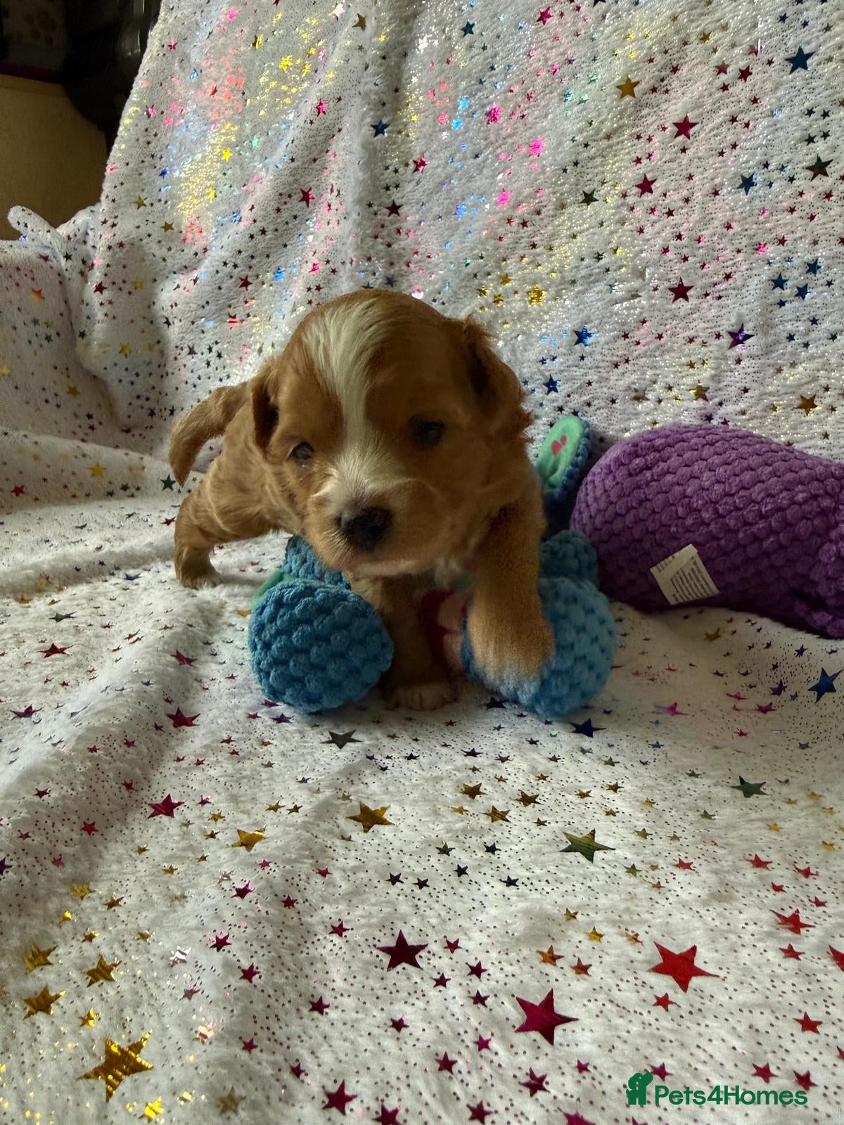Maltipoo dogs for sale: Beautiful maltipoo puppies ready for loving homes! in London - Advert 7