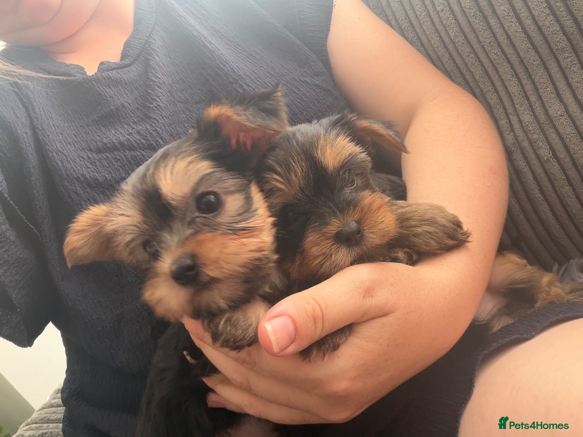 Yorkshire Terrier dogs Miniature Yorkshire Terrier Puppies  - Advert 8