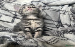 Mixed Breed cats for sale: chunky kittens - Image 18