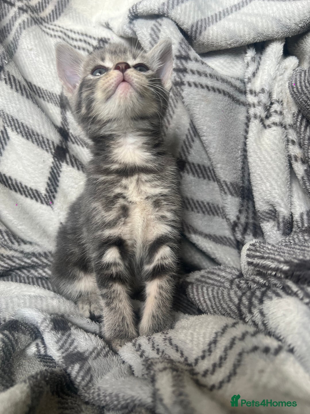 Mixed Breed cats for sale: chunky kittens - Image 18