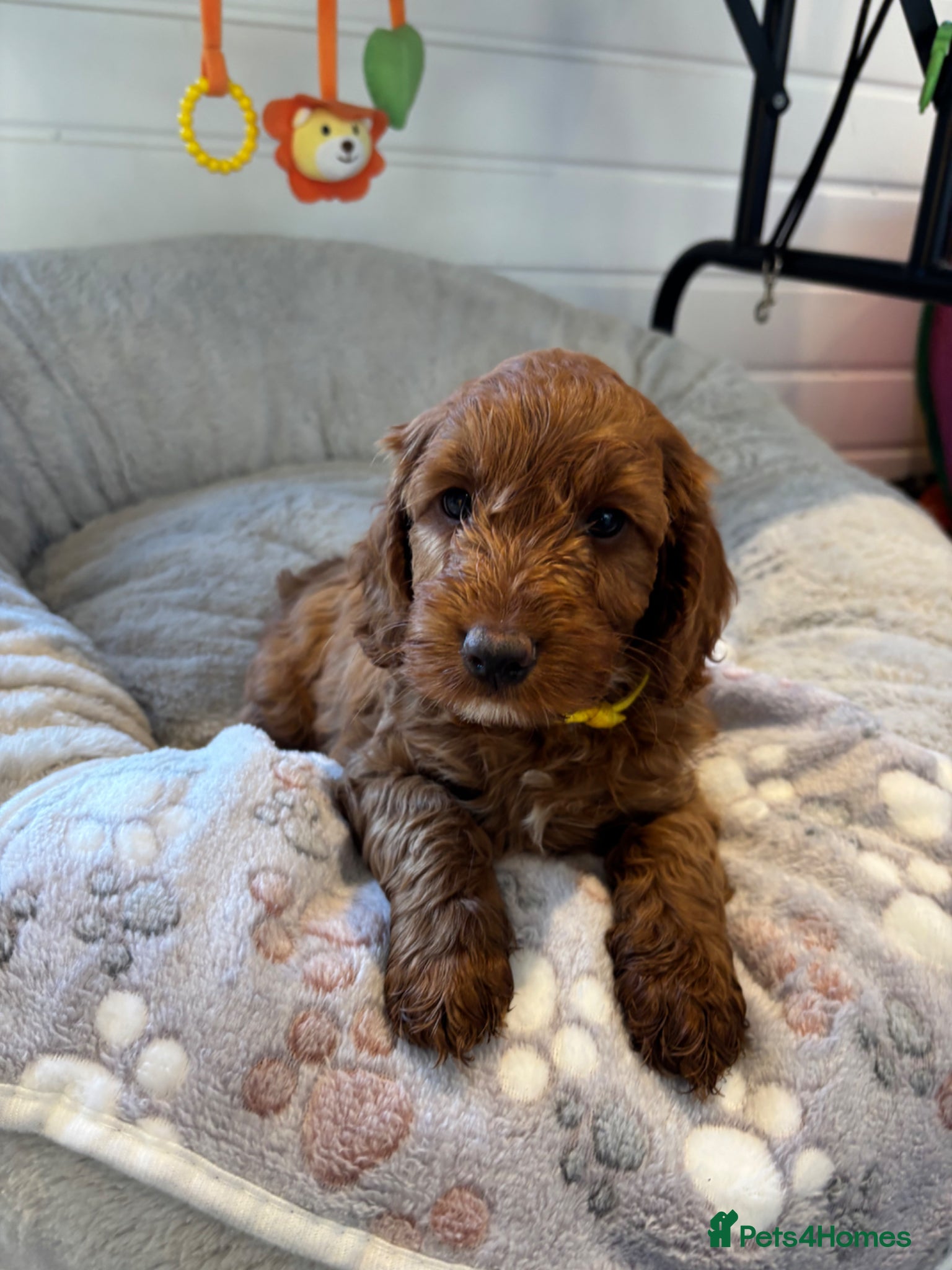 Cockapoo dogs *Hereditary clear Cockapoo Puppies 💜🐶* - Advert 1