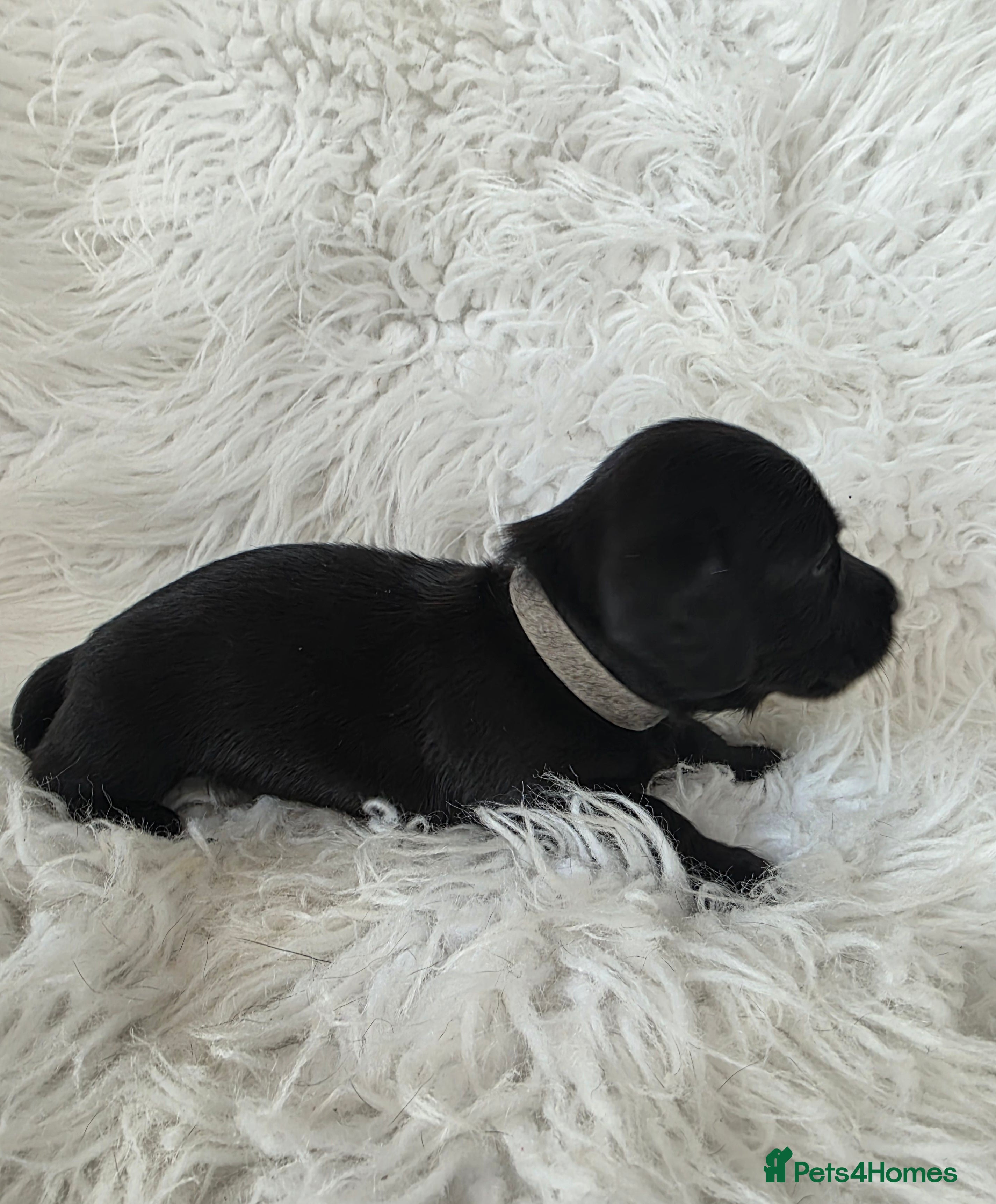 Miniature Dachshund dogs KC reg, solid Black puppies  - Advert 2