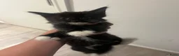 British Longhair cats for sale: 3 female kittens still available  - Advert 9