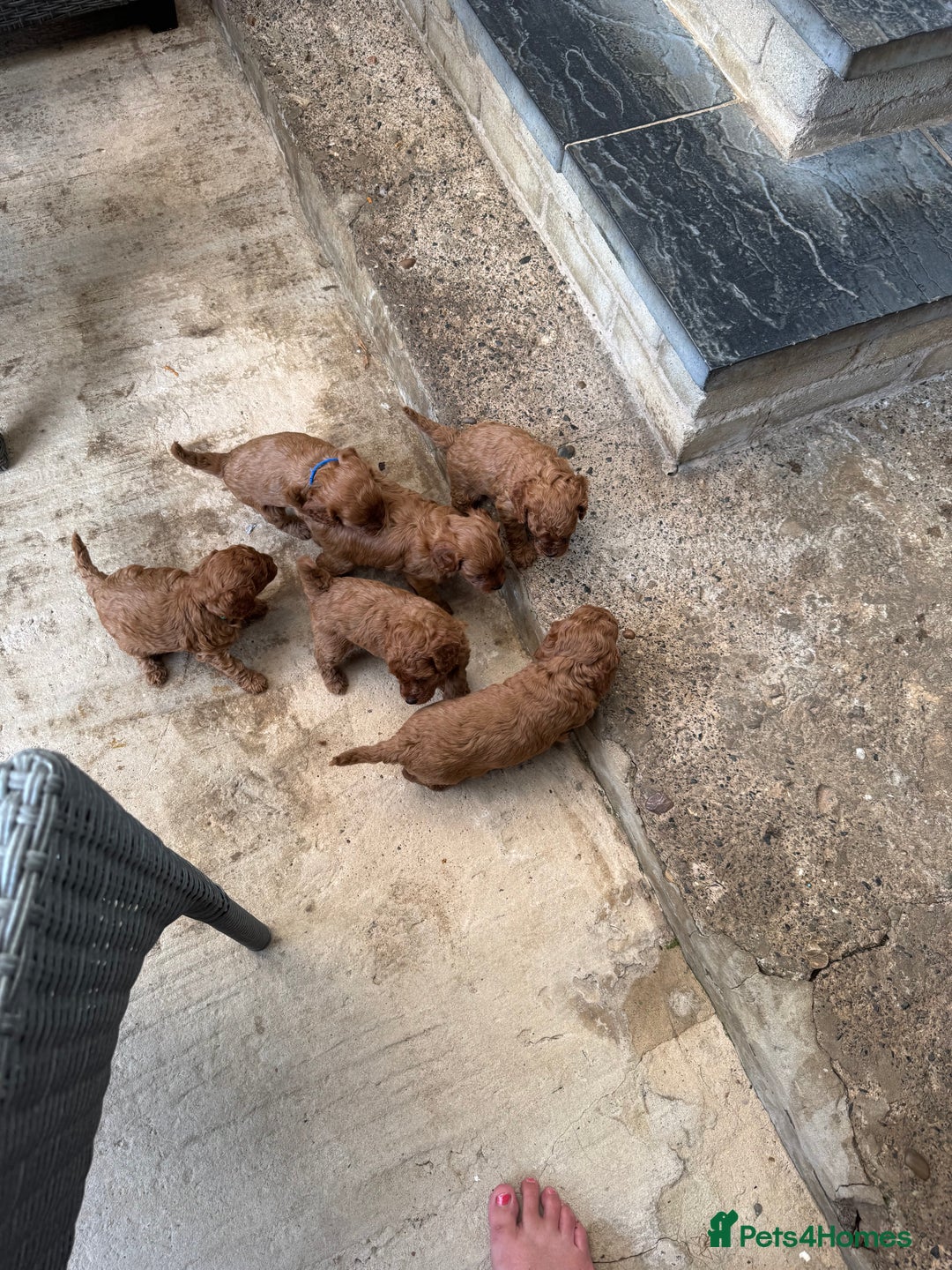 Cavapoo dogs for sale: Fluffy red Cavapoos  - Image 2