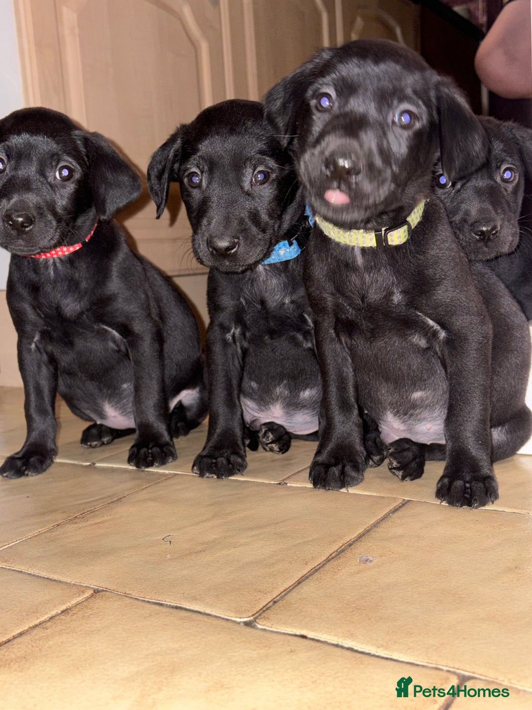 Labrador Retriever dogs for sale: Ready to leave now 3 gorgeous males pups left  - Advert 40