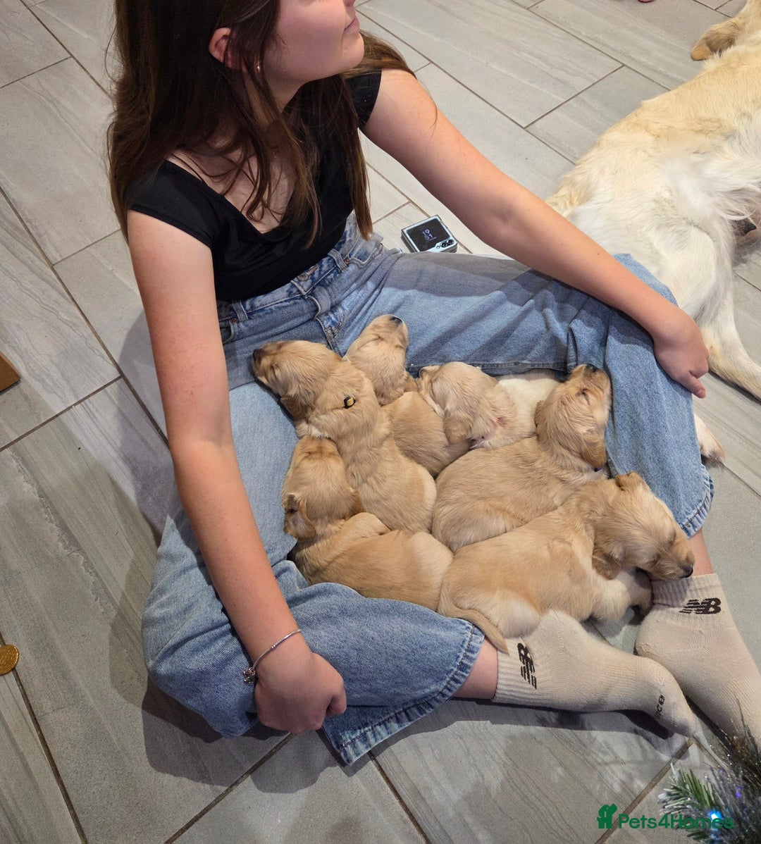 Golden Retriever dogs for sale: KC registered Beautiful Golden retriever puppies  - Advert 10