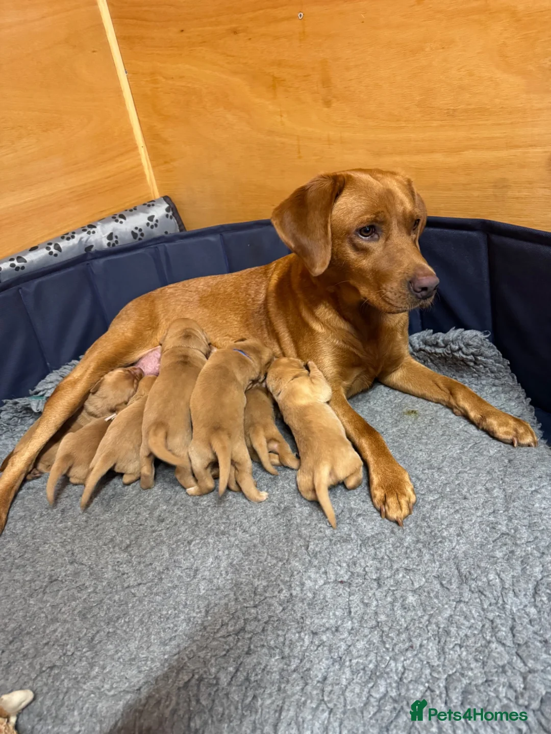 Labrador Retriever dogs for sale: Beautiful male fox red Labrador  - Advert 1