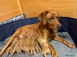 Labrador Retriever dogs Beautiful male fox red Labrador - Advert 1