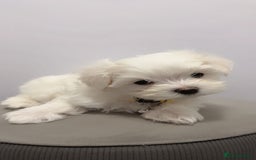 Maltese dogs for sale: 🐶 Adorable Male Maltese Puppies for Sale 🐾 - Image 5