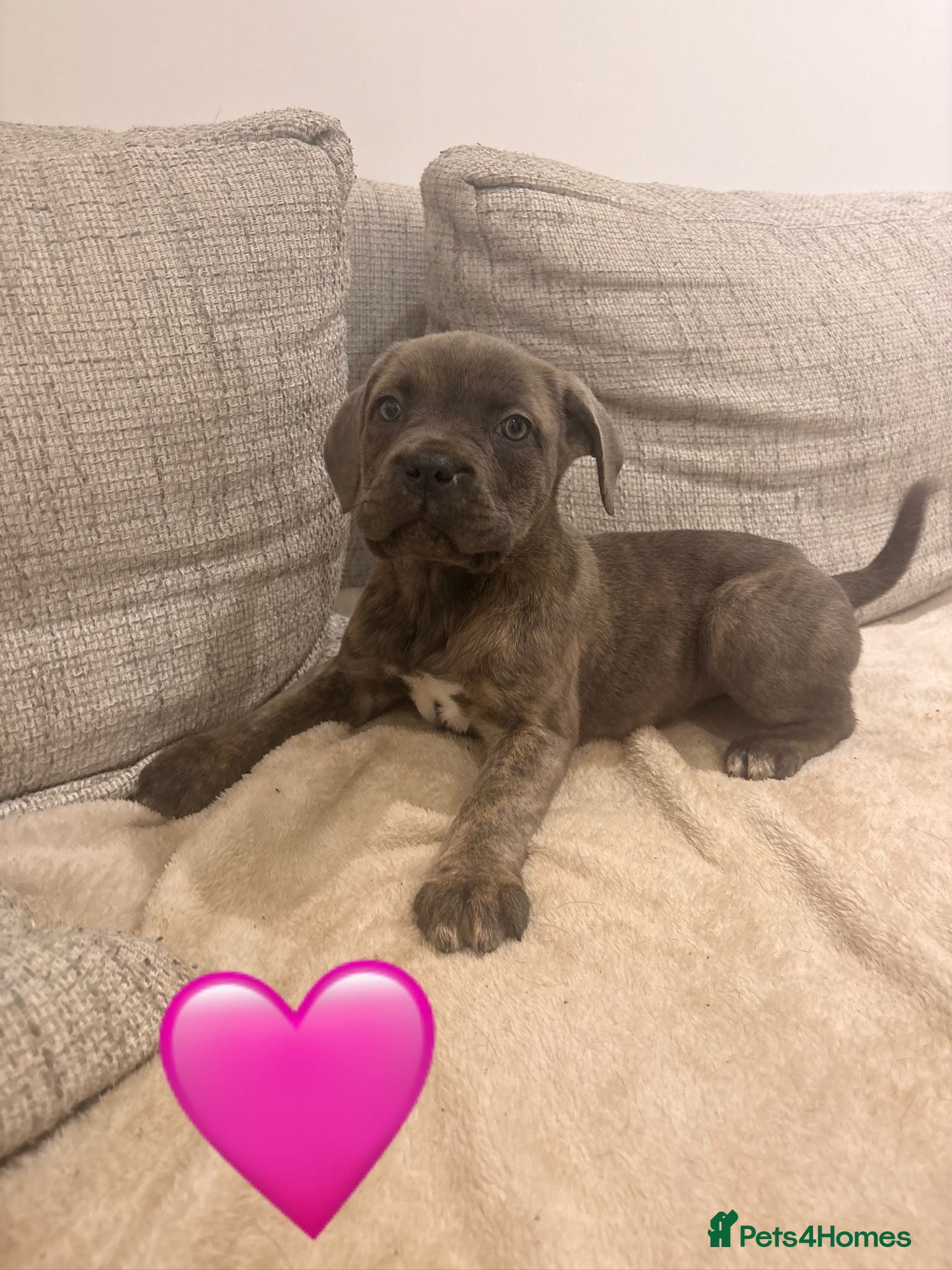 Mixed Breed dogs Puppies for Sale!! - Advert 10