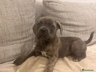 Mixed Breed dogs Puppies for Sale!! - Advert 10