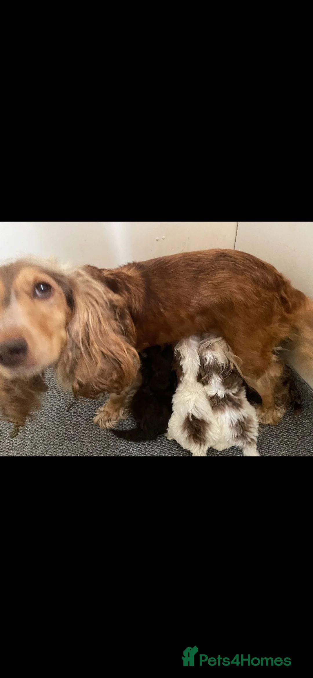 Cockapoo dogs for sale: Male cocapoo house trained  - Advert 1