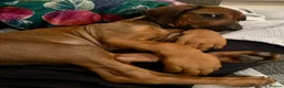 Rhodesian Ridgeback dogs for sale: KC Registered Ridgeback Male Seeking Forever Home  in Huntingdon - Advert 14