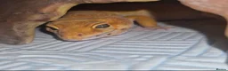 Leopard Gecko reptiles for sale: Female leopard gecko  - Advert 2