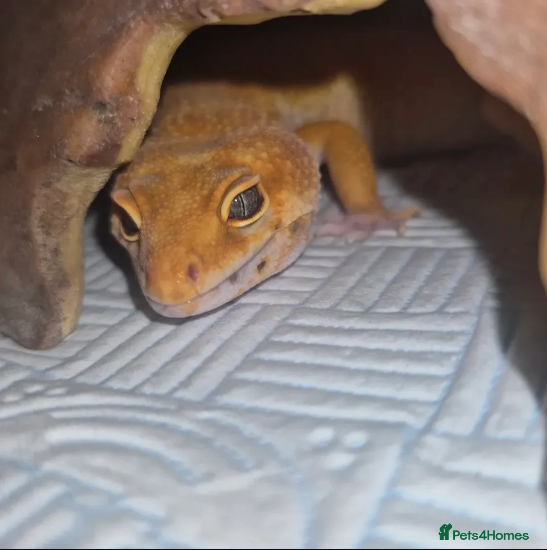 Leopard Gecko reptiles for sale: Female leopard gecko  - Advert 2