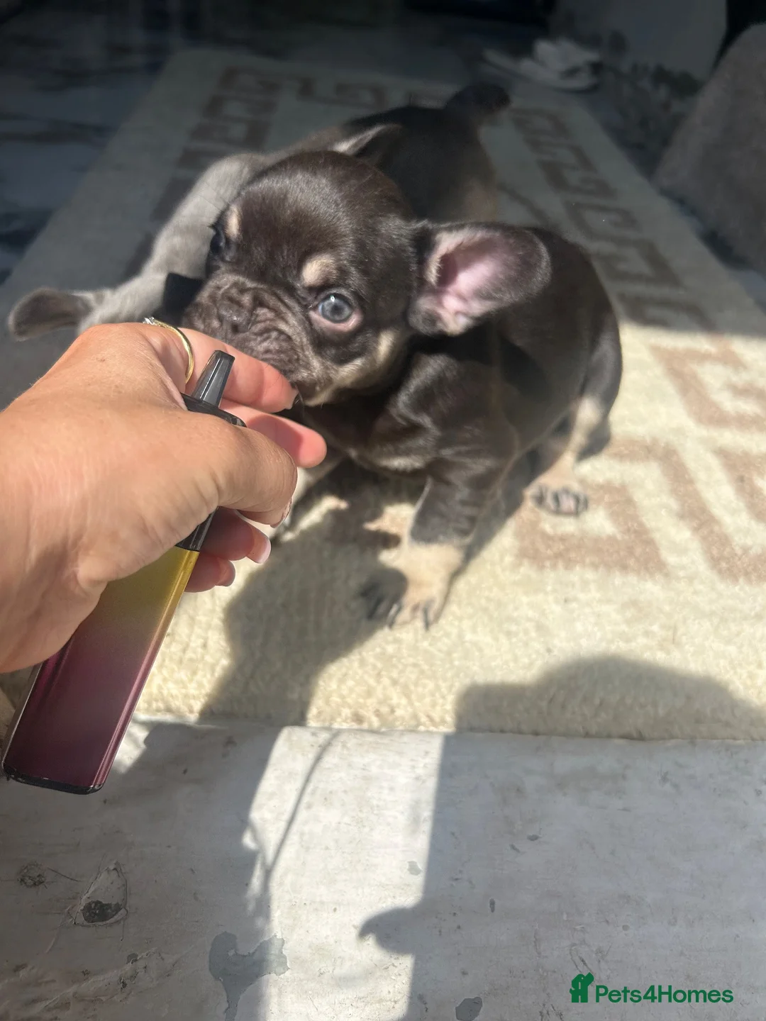 French Bulldog dogs for sale: French bulldog - Advert 2
