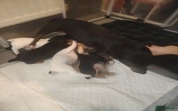 Jack Russell dogs for sale: Jack Russell pups  - Image 12