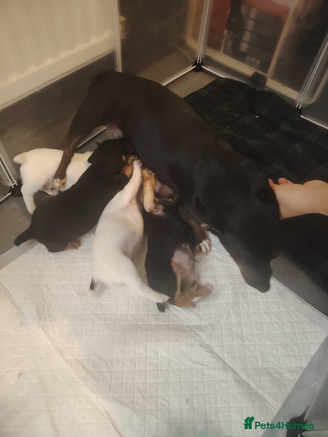 Jack Russell dogs for sale: Jack Russell pups  - Image 12