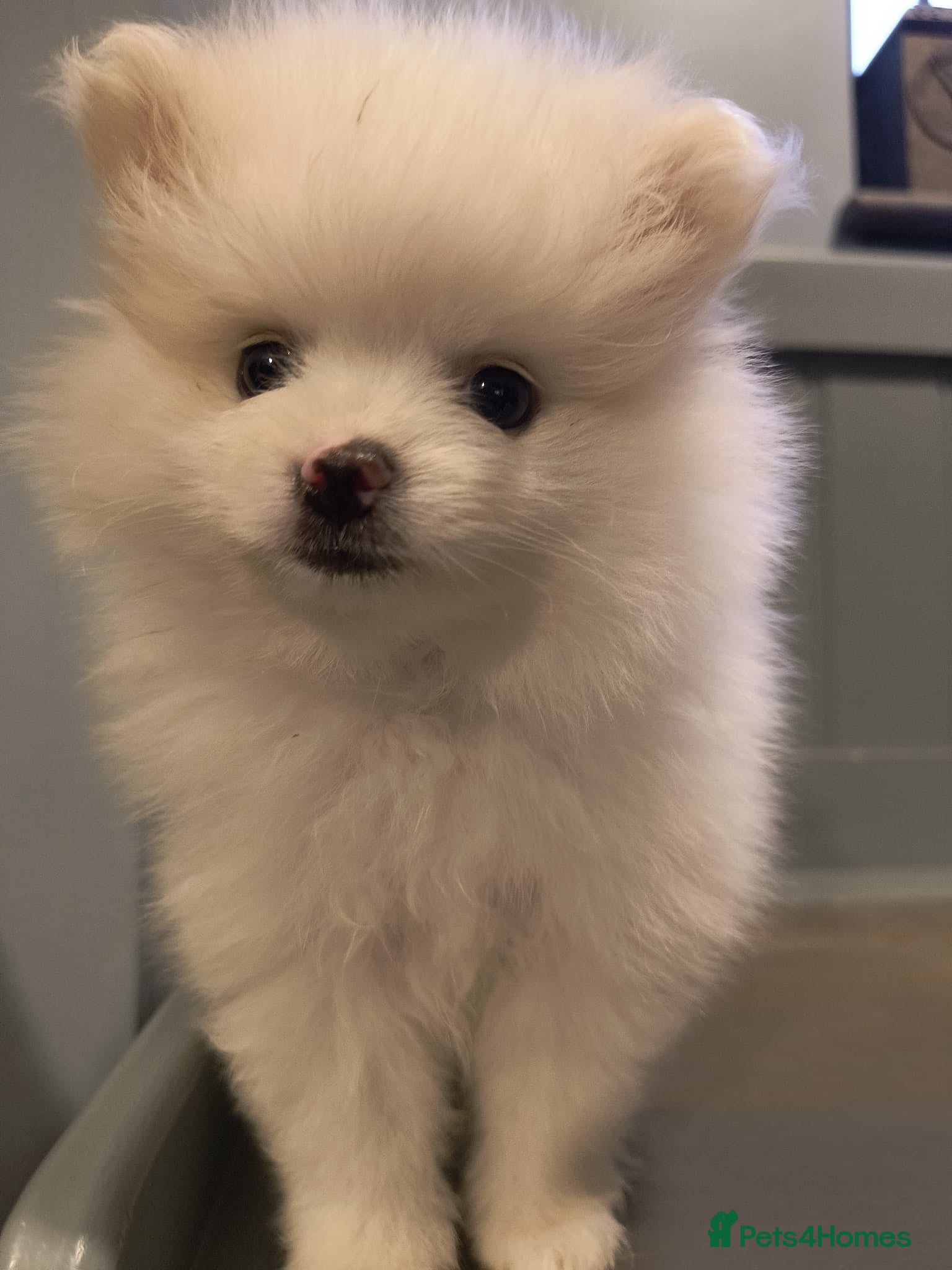 Pomeranian dogs Beautiful Pomeranian Puppies – Harrow - Advert 2