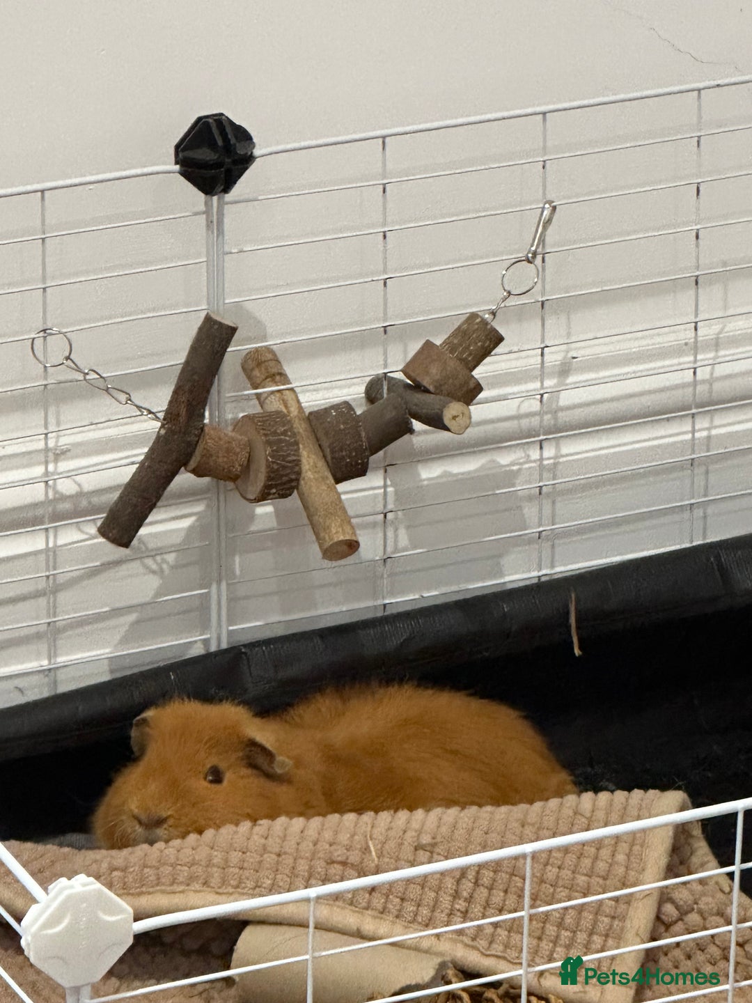 Guinea Pig rodents for sale: 2 Male Guinea pigs with cage - Image 9