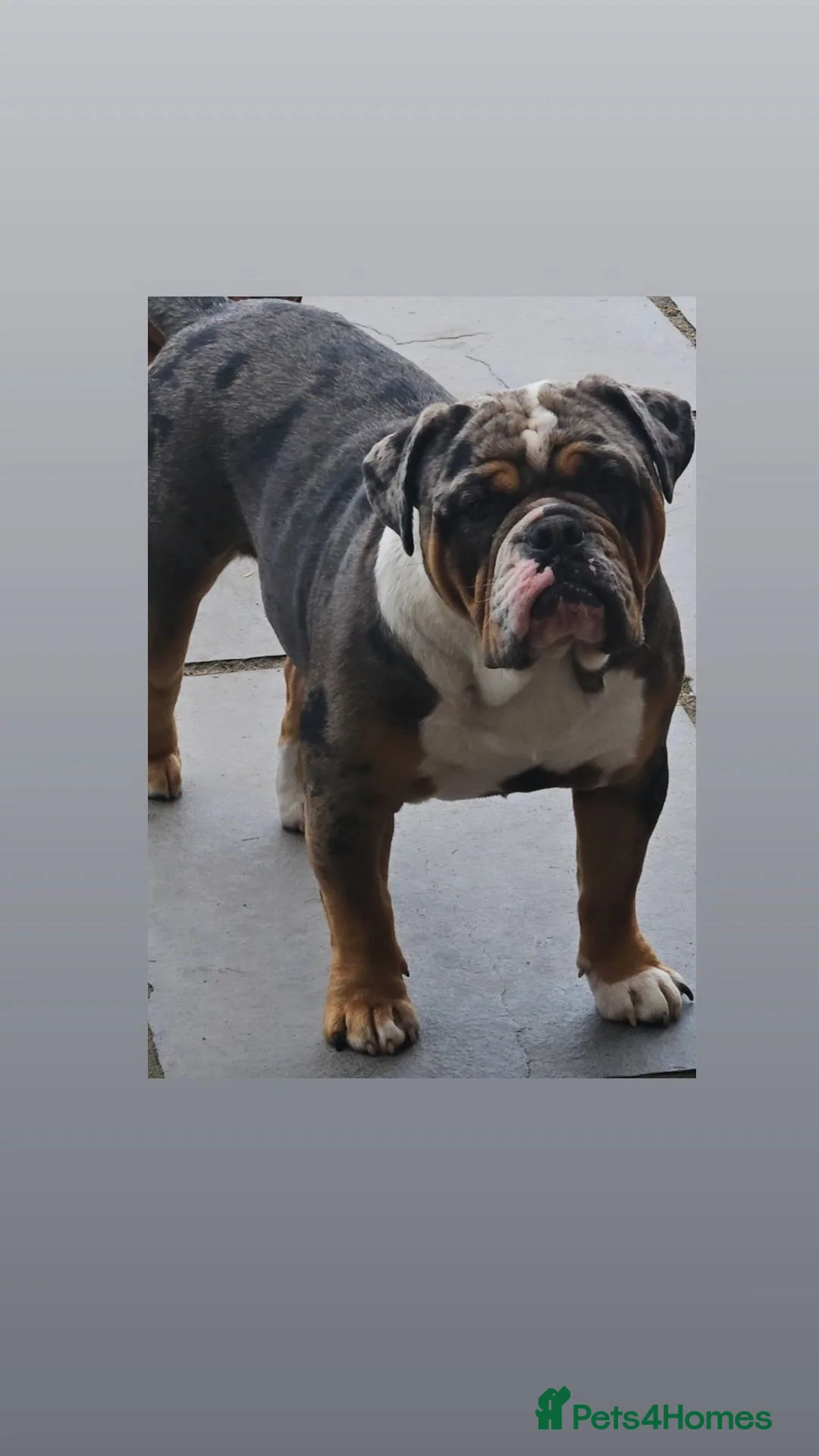 Dorset Olde Tyme Bulldogge dogs for stud: Kc Registered Blue Tri Merle Boy  in Stoke-on-Trent - Advert 2