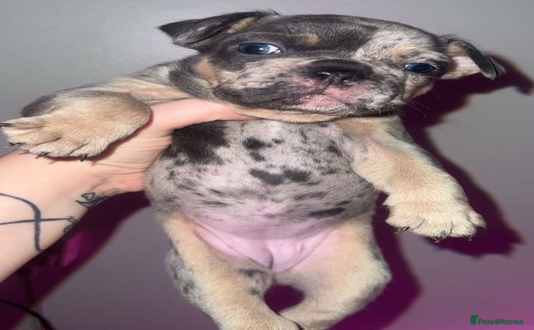 French Bulldog dogs - Advert 7