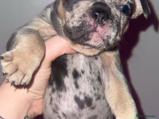 French Bulldog dogs - Advert 2